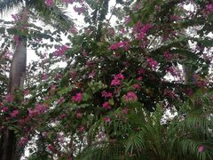 -海口绿发希尔顿酒店-田园汇自助餐·三文鱼·海鲜