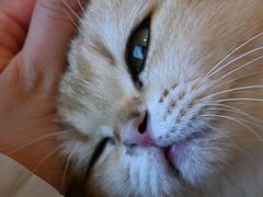 -有喵·猫咖·狗咖·30几只猫10只小狗(岗厦店)