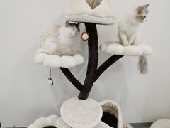-有喵·猫咖·狗咖·30几只猫10只小狗(岗厦店)
