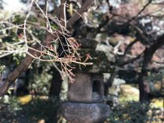 -京都御所