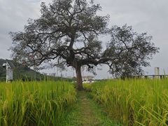 -艾米稻香小镇