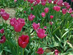 -洛阳郁金香牡丹园