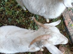 -小鱼草莓采摘园农家乐·小鱼餐厅
