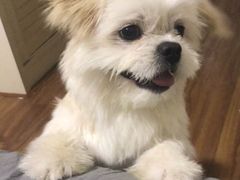 -翊宠yipet猫狗购宠庄园犬舍•猫舍