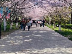 -高东镇樱花园
