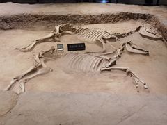 -洛阳周王城天子驾六博物馆