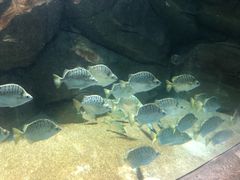 -石家庄海洋公园