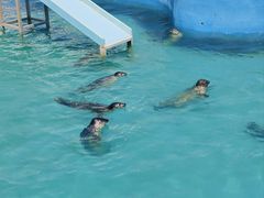 -秦皇岛乐岛海洋王国