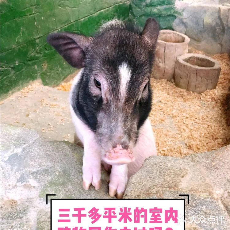 三千多平米的室内动物园你去过吗？