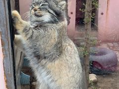 -青藏高原野生动物园