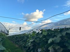 -马陆小张葡萄园农家乐