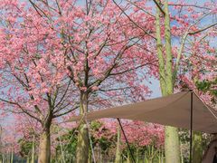 -风云岭森林公园