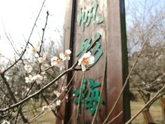 -香雪海