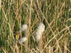 -白洋淀景区