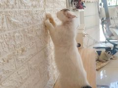 -平行世界·猫咖(首经贸店)