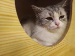 -猫咪咖啡店(新城大街店)