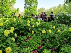-莲花池公园