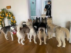 -Husky Go! 哈士奇体验馆·宠物咖啡厅狗咖