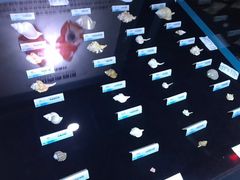 -贝壳梦幻世界
