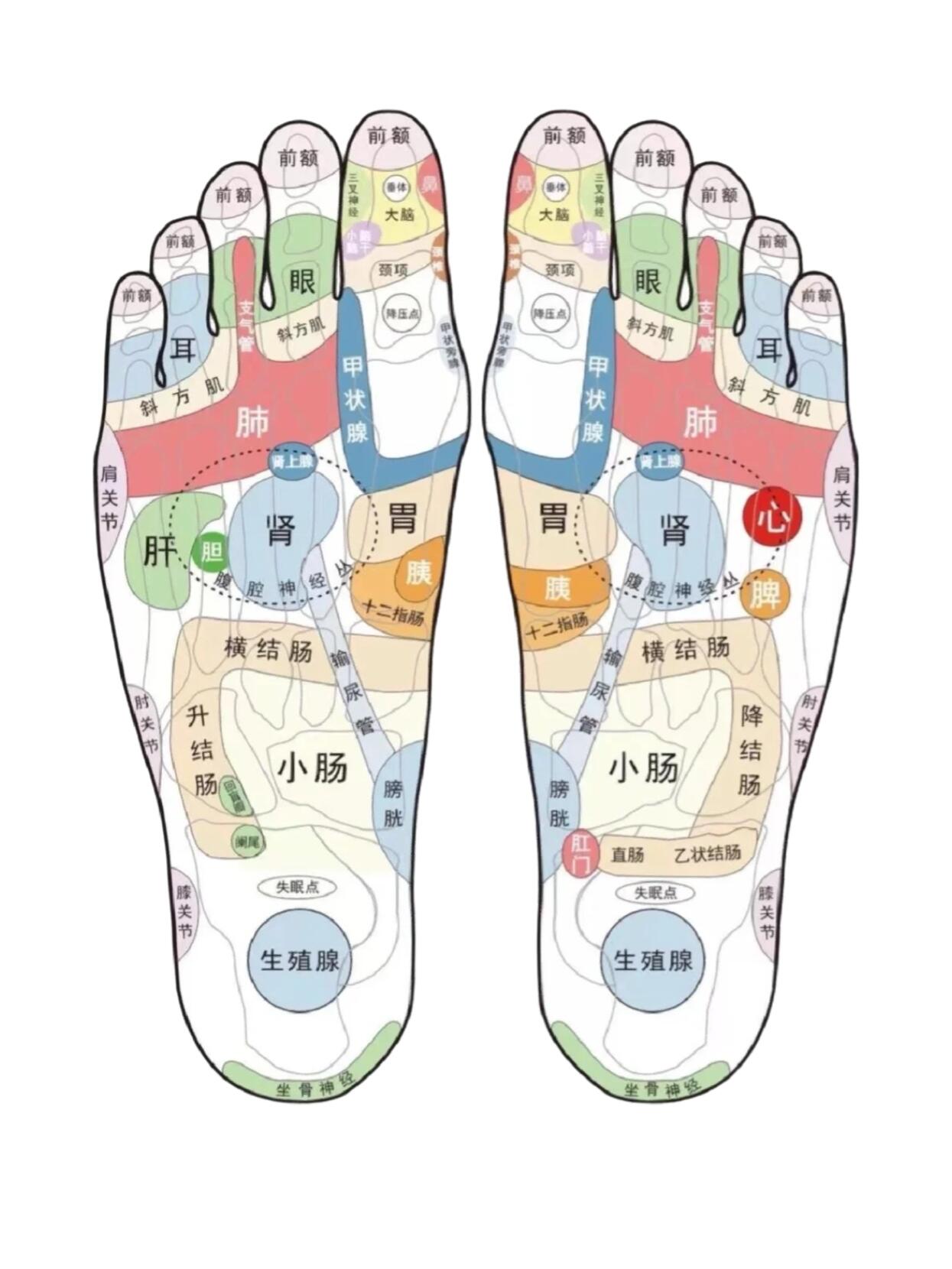 人体足部反射区全息