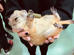 -藦茜花园宠物主题亲子互动体验馆(国顺东路店)
