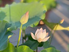 -莲花池公园