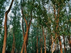 -森林公园(尖草坪区)