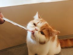 -飞行喵MR PILOT|猫舍·猫咖(静安大融城店)