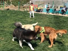 -趣玩宠物乐园寄养训犬训狗游泳池