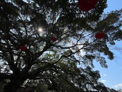 -南靖田螺坑土楼群景区