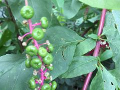 -四川大学(华西校区)