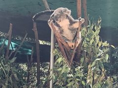 -可伦宾野生动物保护区