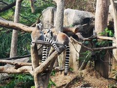 -清迈夜间动物园