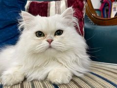 -欧奕国际动物医院