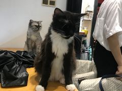 -猫色咖啡·猫咖