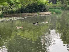 -洛阳市隋唐城遗址植物园