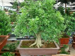 -楠柏弯休闲山庄(梨花溪店)