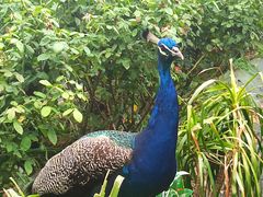 -亚龙湾国际玫瑰谷