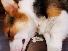 -柯斗斗主题餐厅·狗咖·围炉煮茶·茶饮(国瑞升平里店)