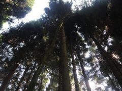 -武陵山森林公园