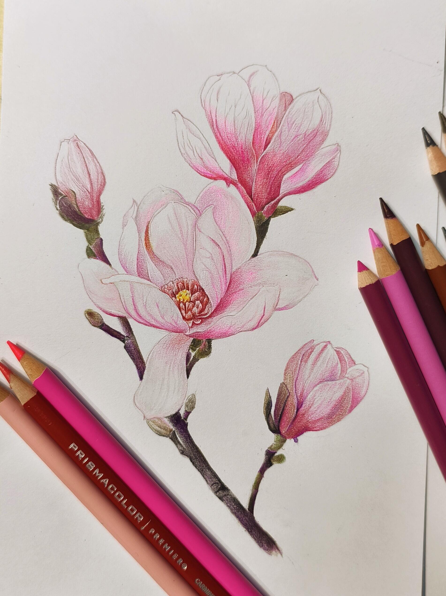 彩铅玉兰花绘画步骤详解