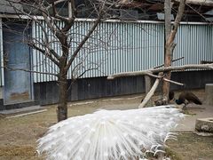 -成都动物园