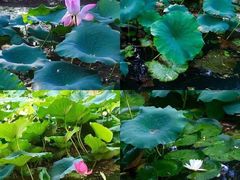 -长白岛森林公园