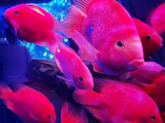 -芜湖新华联大白鲸海洋公园