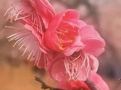 -香雪海