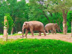 -北京野生动物园