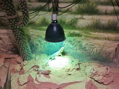 -正佳雨林生态植物园