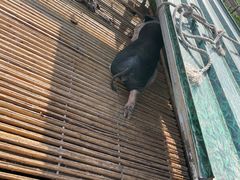 -小鱼草莓采摘园农家乐·小鱼餐厅