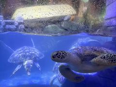 -合肥海洋世界