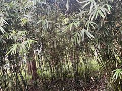 -黄兴公园